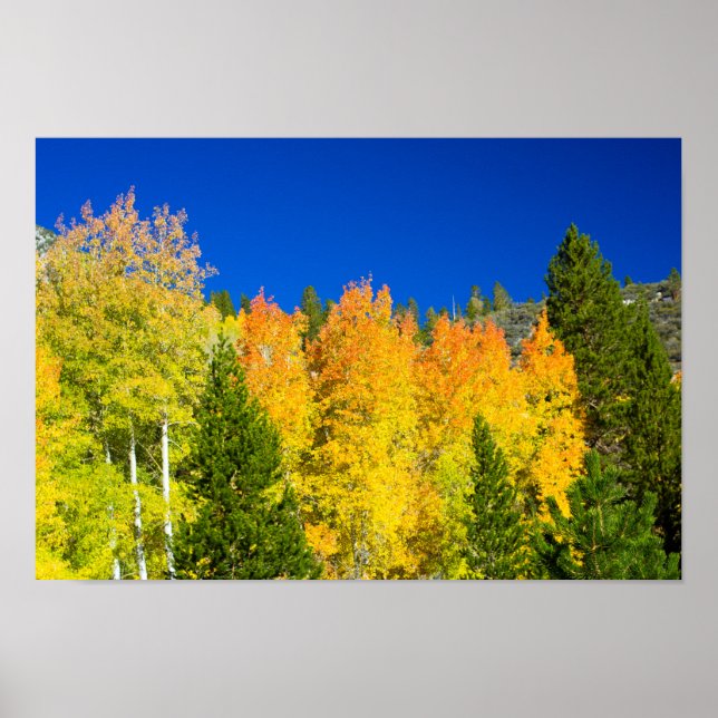 Poster Aspens flammes (Devant)