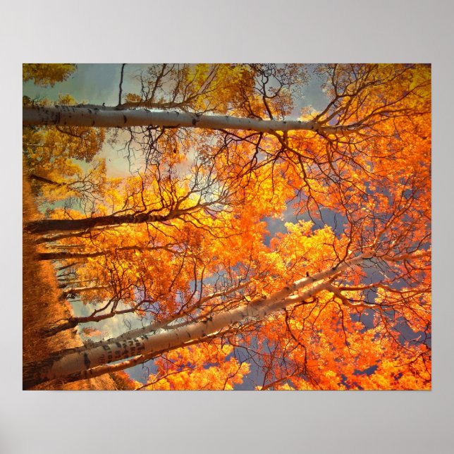 Poster Aspens gloire (Devant)