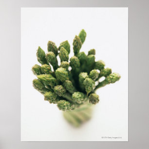 Poster Asperge verte