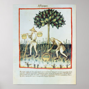 Poster Asperges Pickers, 13ème siècle