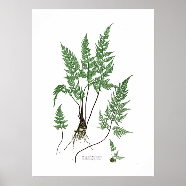 Poster Asplenium adiantum nigrum (Devant)