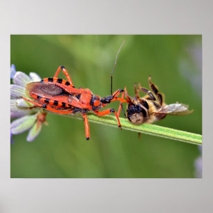 Poster Assassin insecte mangeant une abeille