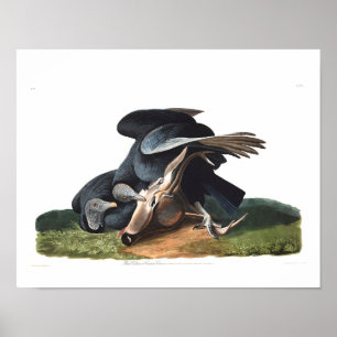 Poster Assiette Audubon 106 Vautour noir