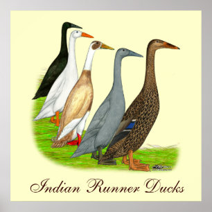 Poster Assortiment de canard coureur