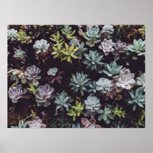 Poster Assortiment de petits Plantes succulents