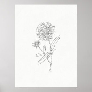 Poster Aster Sketch Print