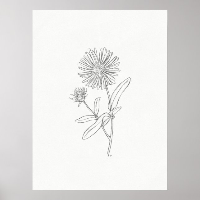 Poster Aster Sketch Print (Devant)
