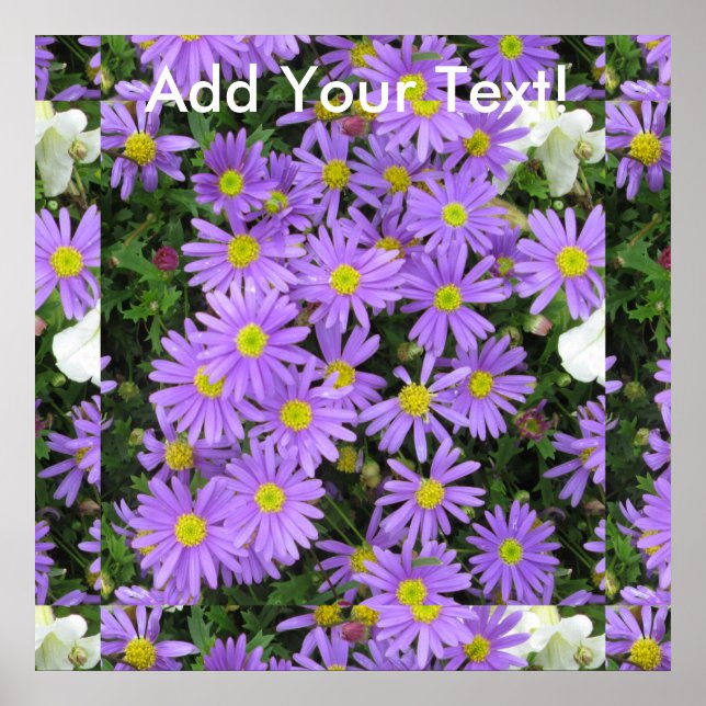 Poster Aster violet jaune vert (Devant)