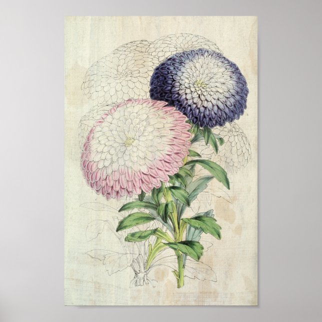 Poster Asters nains vintages à fleurs (Devant)