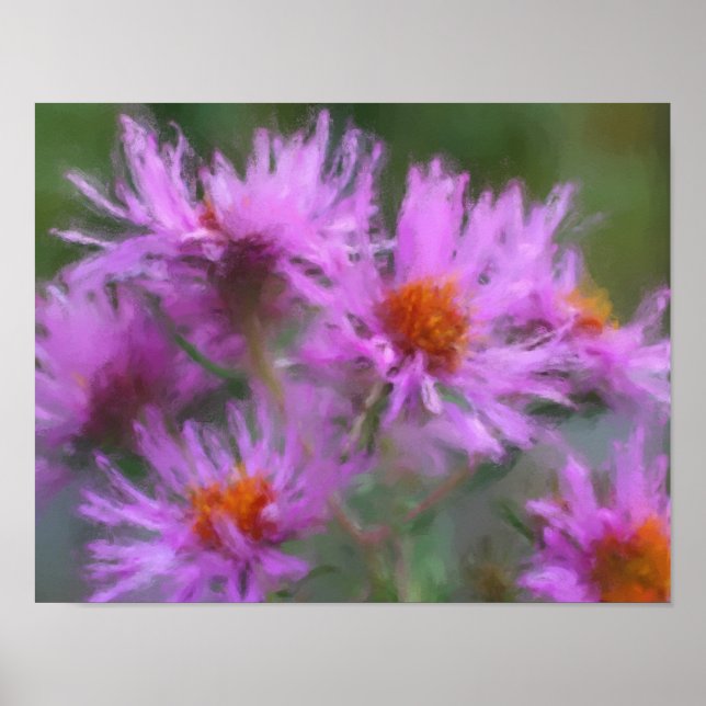 Poster Asters roses sauvages (Devant)