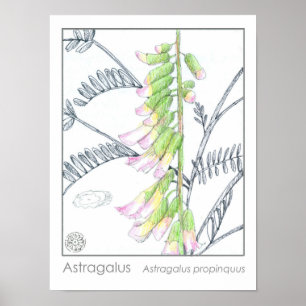 Poster Astragalus Fleurs roses Plante de Herbe Médicale