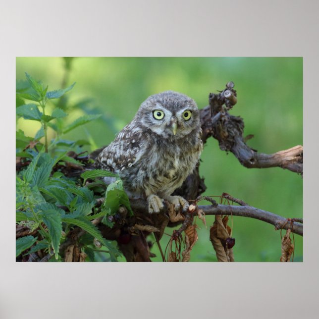 Poster Athene noponctua (Devant)