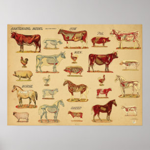 Poster Atlas d'anatomie des animaux de ferme