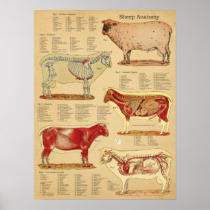 Poster Atlas de l'anatomie du mouton