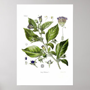 Poster Atropa belladonna (Deadly Nightshade)