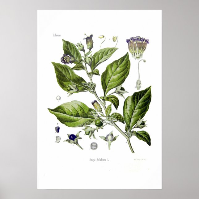 Poster Atropa belladonna (Deadly Nightshade) (Devant)