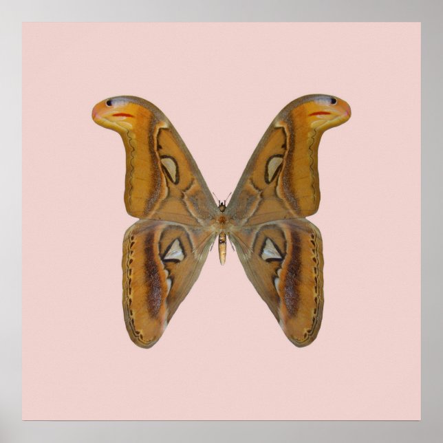 Poster Attacus atlas Aile dorée (Devant)