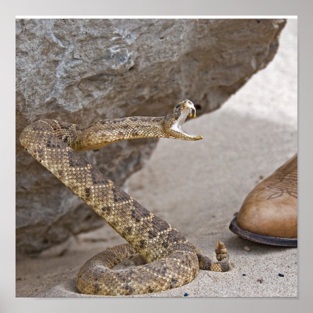 Poster Attaque de serpent à sonnette (Devant)