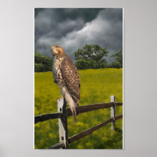 Poster Attente de la tempête - Red tail Hawk
