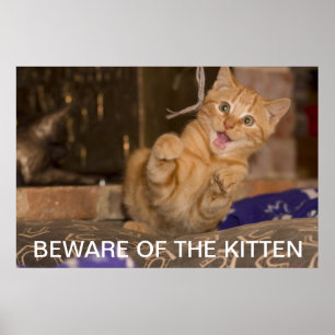 Poster Attention au Kitten