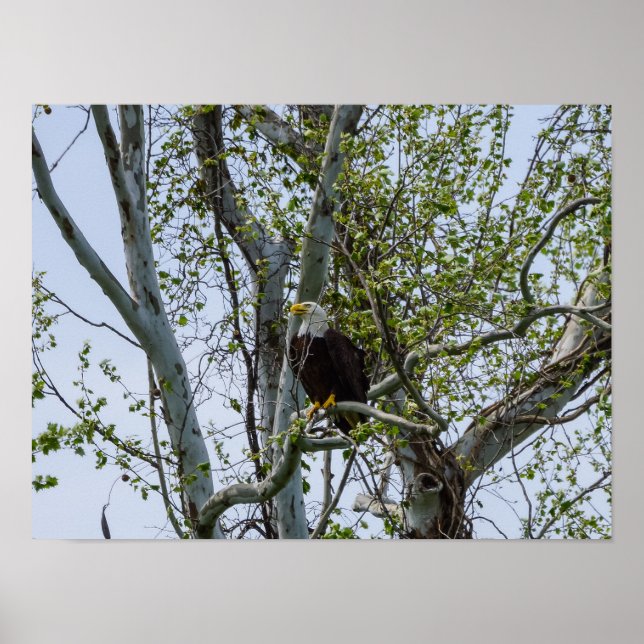 Poster Attention aux aigles (Devant)