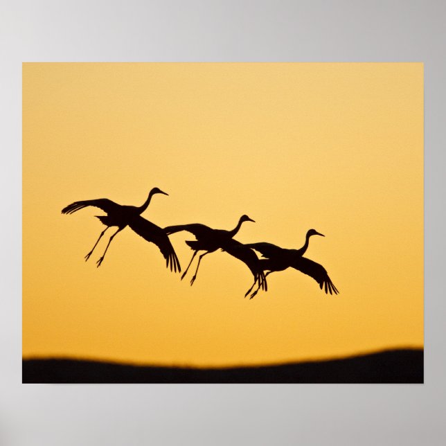 Poster Atterrissage de la grue de Sandhill au coucher du  (Devant)