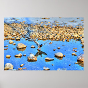 Poster Atterrissage de Mallard Drake & Water Reflection P