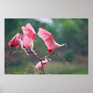 Poster Atterrissage des spatules de rose (Ajaia Ajaja)