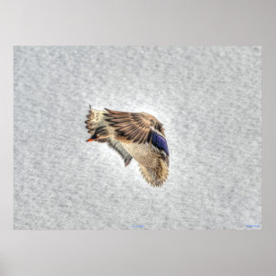 Poster Atterrissage du canard-Majard Photo de la faune