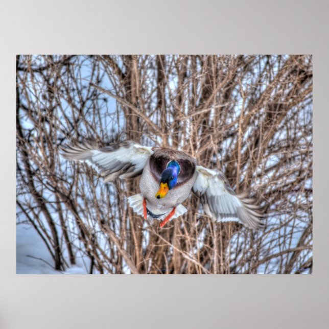 Poster Atterrissage du canard-Majard Photo de la faune (Devant)