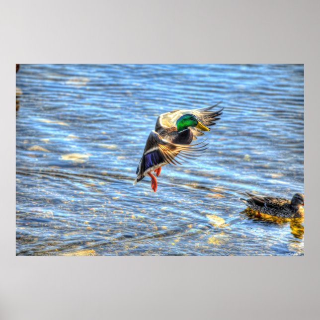 Poster Atterrissage du canard Mallard Drake II Photo de l (Devant)