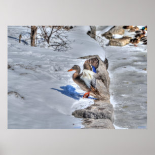 Poster Atterrissage Mallard Duck 4 Photo Faune Imprimer