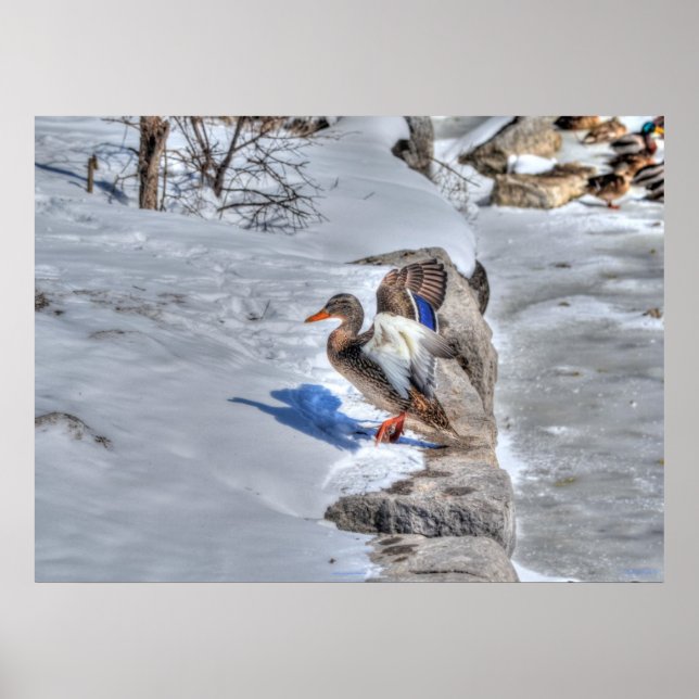 Poster Atterrissage Mallard Duck 4 Photo Faune Imprimer (Devant)