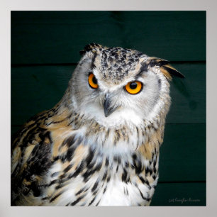 Poster 'Attitude' - Hibou