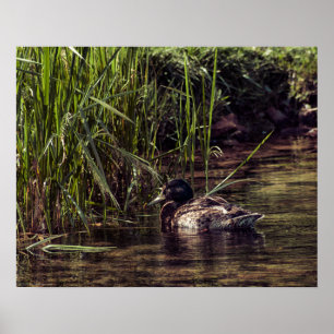 Poster Au bord de l'étang