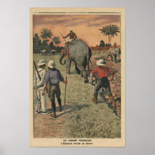 Poster Au Congo français, l'éléphant s'est entraîné à lab