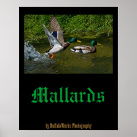 Poster au décollage de Mallard