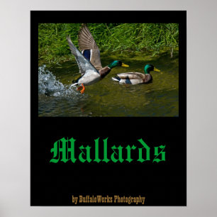 Poster au décollage de Mallard