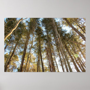 Poster Au-dessus des arbres – Paysage naturel paisible
