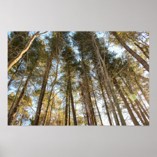Poster Au-dessus des arbres – Paysage naturel paisible