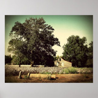 Poster Au milieu du coton
