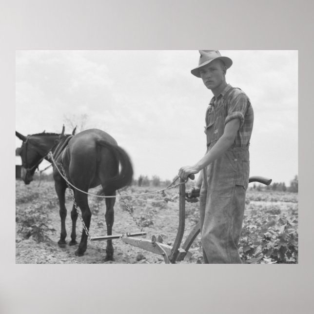 Poster Au travail dans le coton (Devant)
