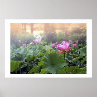 Poster Aube sur Lotus Pond