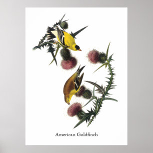 Poster Audubon American Goldfinch