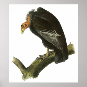 Poster Audubon California Condor