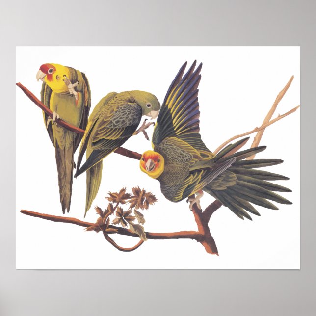 Poster Audubon Carolina Parakeet Trio (Devant)