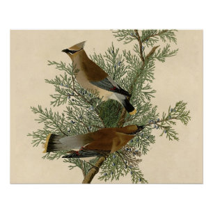 Poster Audubon Cèdre cire oiseau