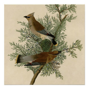 Poster Audubon Cèdre cire oiseau