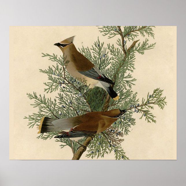 Poster Audubon Cèdre cire oiseau (Devant)
