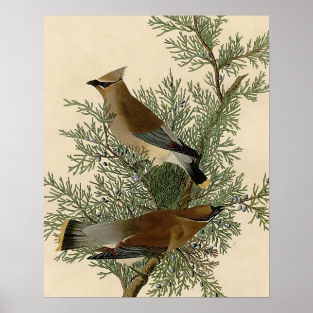 Poster Audubon Cèdre cire oiseau (Devant)